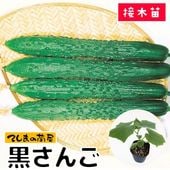 �ڤƤ��ޤ��ġ� ���ե��奦�� ������ �Ǻ������� 9cm�ݥå� ����� ���� �� ���� �ڿ͵���