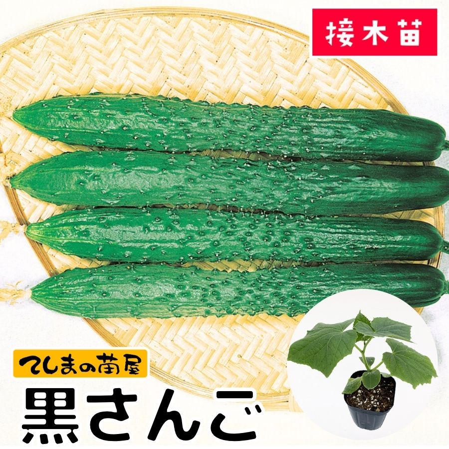 てしまの苗】 四葉キュウリ 黒さんご 断根接木苗 9cmポット 野菜苗