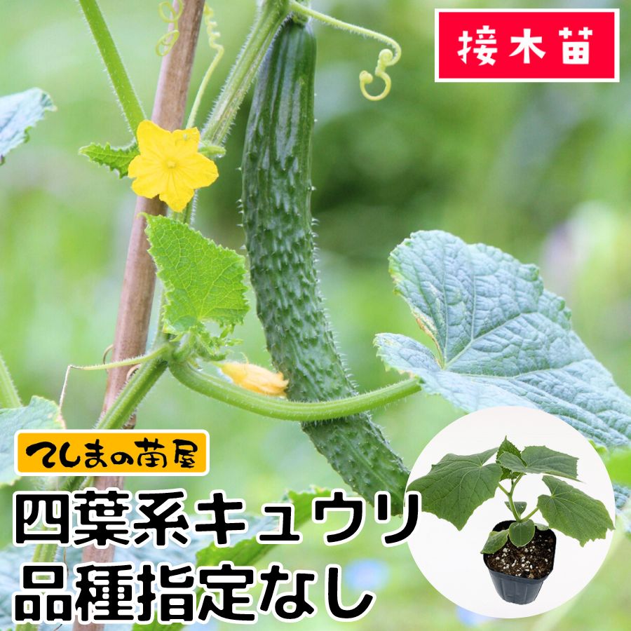 国華園オンラインショップ / 種 野菜たね キュウリ F1夏秀きゅうり 1袋 