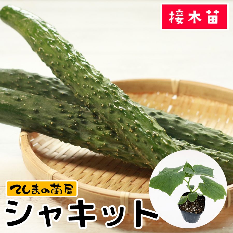 キュウリの苗 きゅうりの苗 ずーっととれるキュウリ 接木苗2個～【野菜の苗 9cm