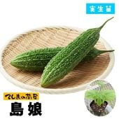 �ڤƤ��ޤ��ġ� �������� ��̼ ������ 9cm�ݥå� �ڿ͵���