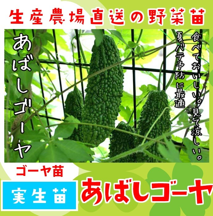 コニーマイヤー苗≒150cm5本 コニーマイヤー正規品種（ドラゴン