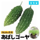 �ڤƤ��ޤ��ġ� �������� ���Ф������� ������ 9cm�ݥå� ����� ���� �� ���� �ڿ͵���