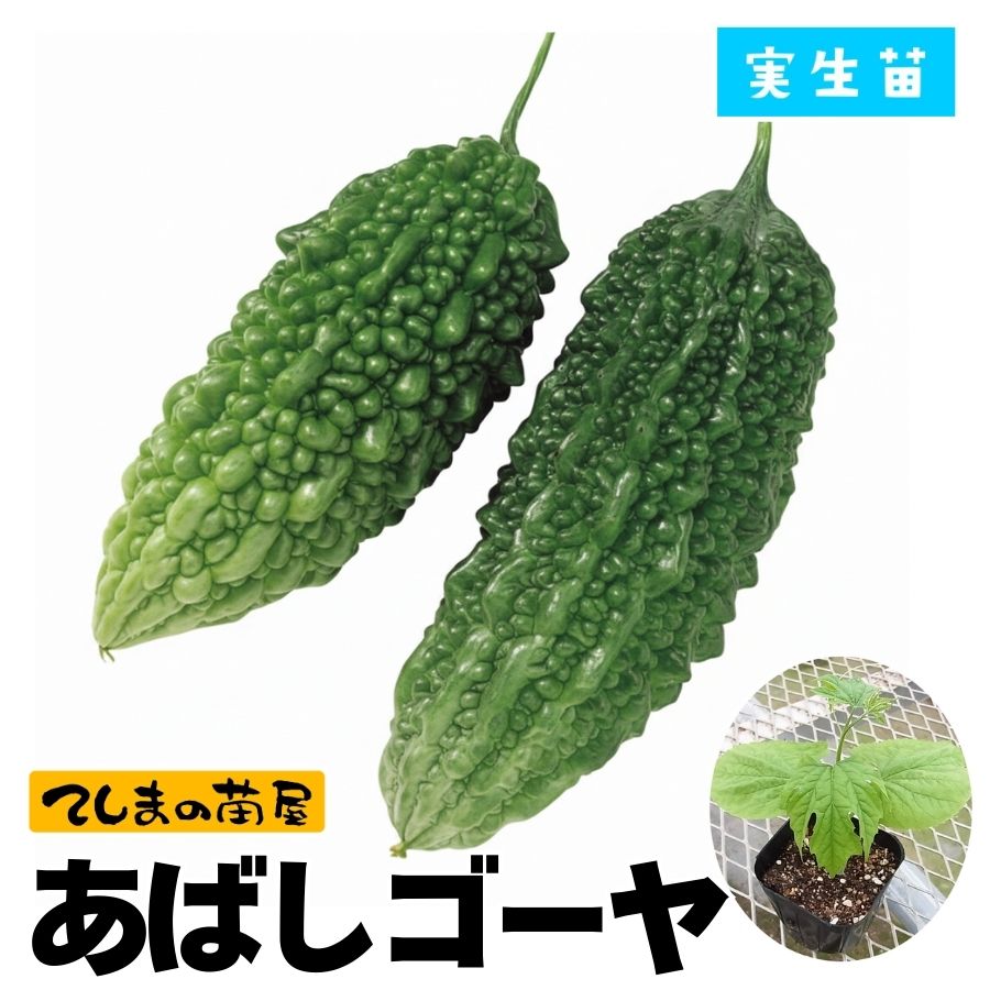てしまの苗】 ゴーヤ苗 あばしゴーヤ 実生苗 9cmポット 野菜苗 培土 種