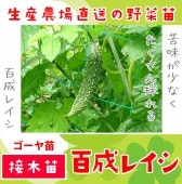 �ڤƤ��ޤ��ġ� �������� ɴ���쥤�� �Ǻ������� 9cm�ݥå� �ڿ͵���