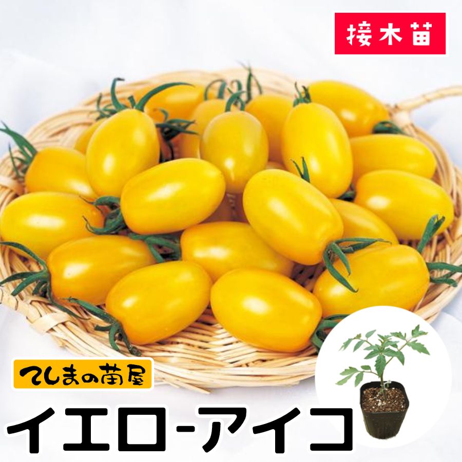 てしまの苗】 ミニトマト イエローアイコ 断根接木苗 9cmポット 野菜苗