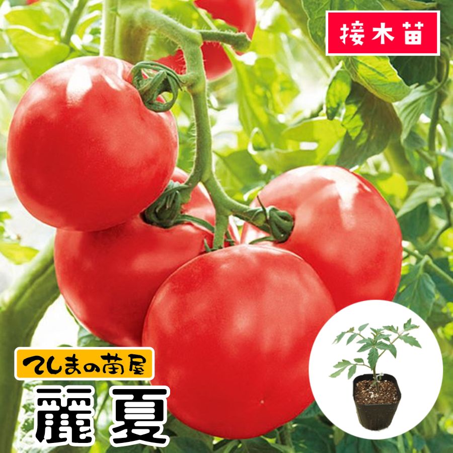 大玉トマト　愛夏　キングバリア 苗 ポット入り てしまの苗】 大玉トマト 麗夏 断根接木苗 9cmポット 野菜苗 培土 種