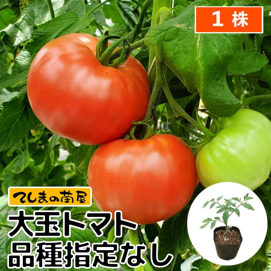 予約】【品種指定なし】大玉トマト 断根接木苗 9cmポット 野菜苗 培土