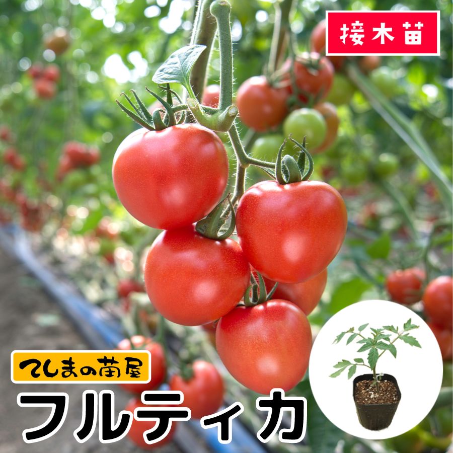 てしまの苗】 トマト フルティカ 断根接木苗 9cmポット 野菜苗 てしまの苗】 トマト フルティカ 断根接木苗 9cmポット 野菜苗