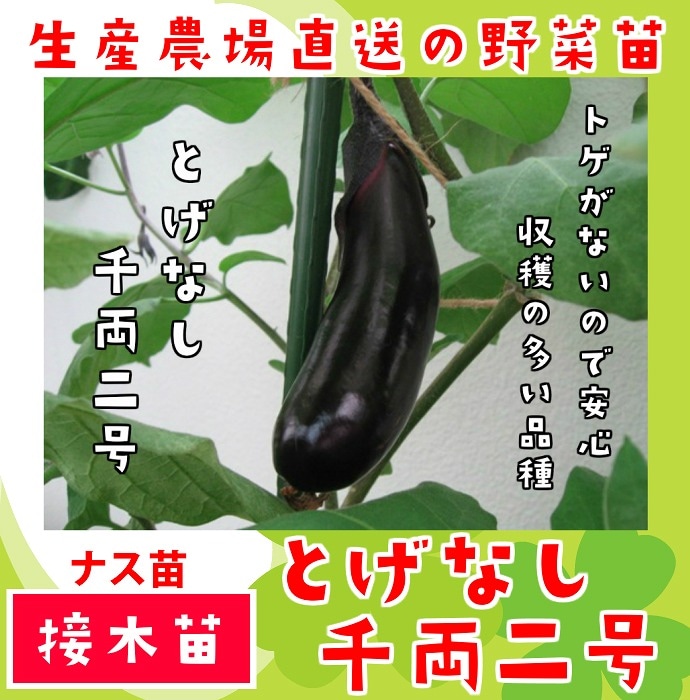 �ڤƤ��ޤ��ġ� �ʥ� �Ȥ��ʤ���ξ2�� �Ǻ������� 9cm�ݥå� ����� ���� �� ���� �ڿ͵���