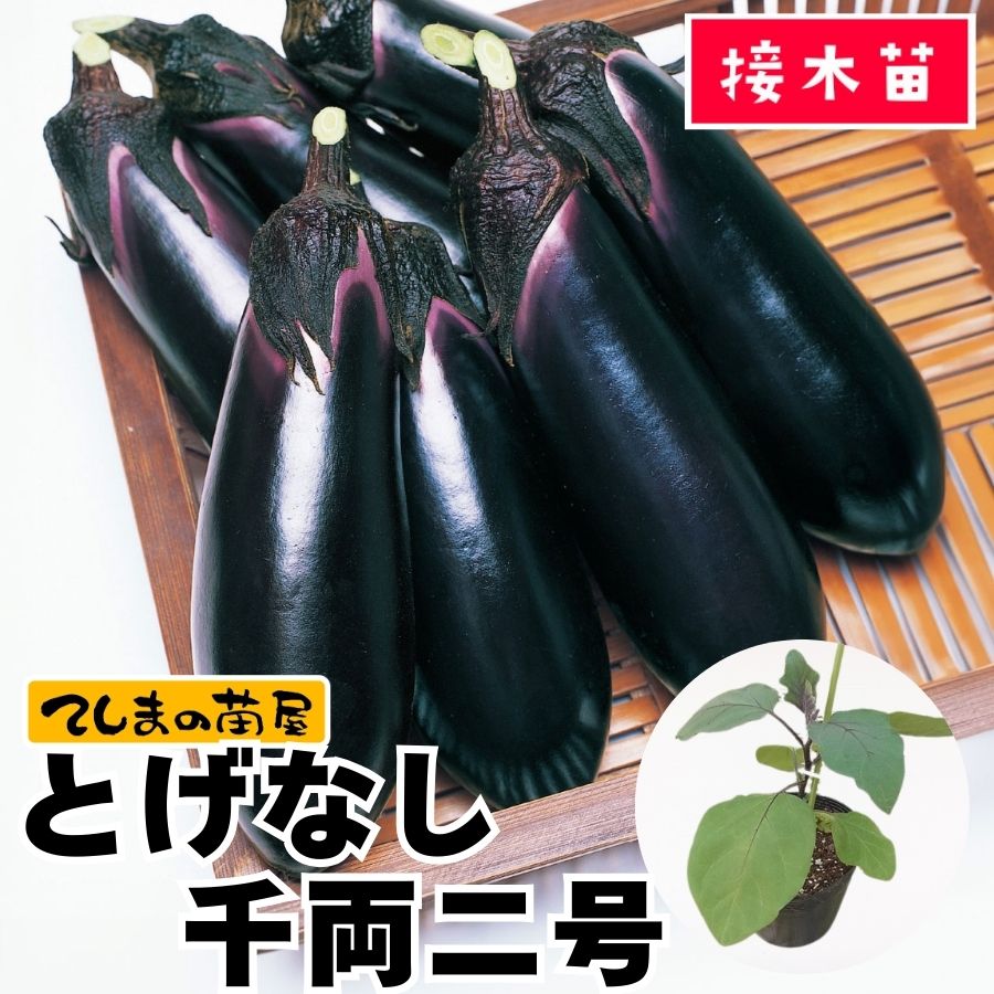 てしまの苗】 ナス とげなし千両2号 断根接木苗 9cmポット 野菜苗 培土