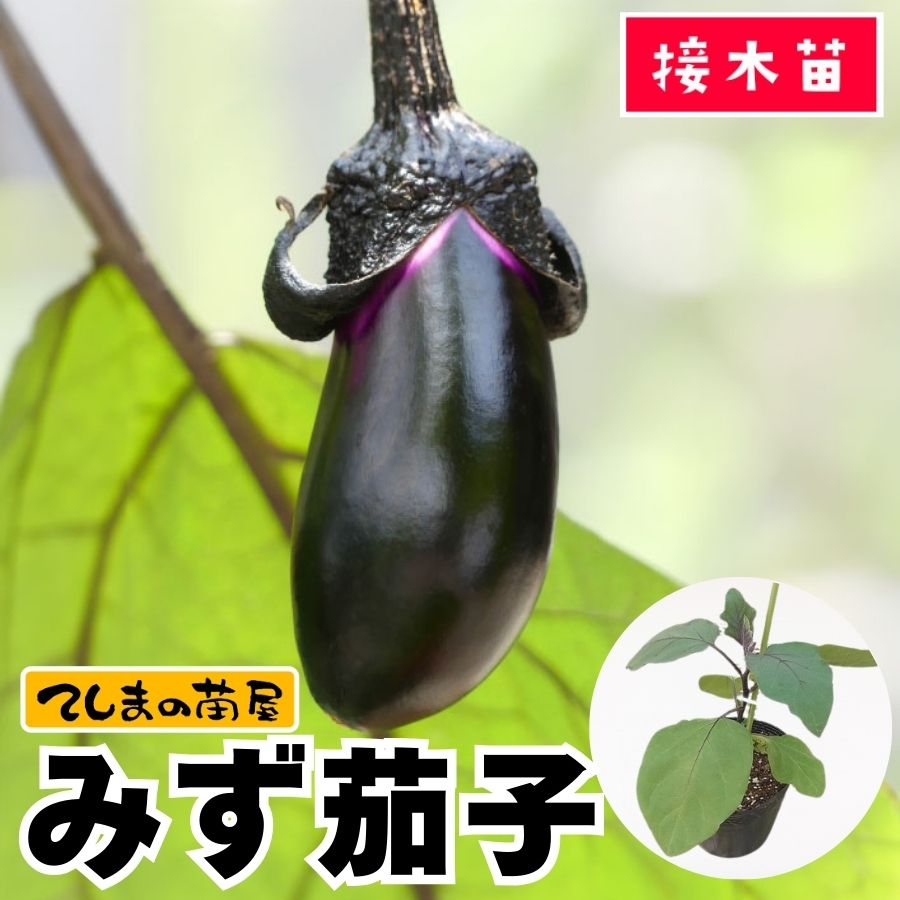 てしまの苗】 水ナス みず茄子 断根接木苗 9cmポット 野菜苗 培土 種