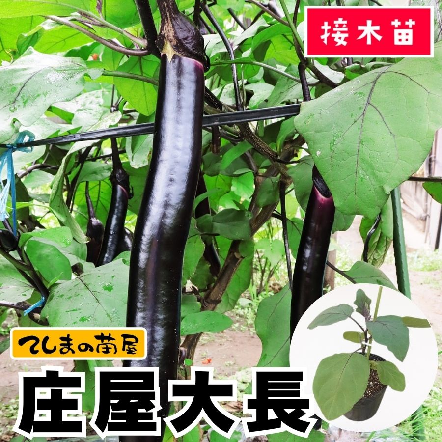 てしまの苗】 大長ナス 庄屋大長 断根接木苗 9cmポット 野菜苗 培土 種