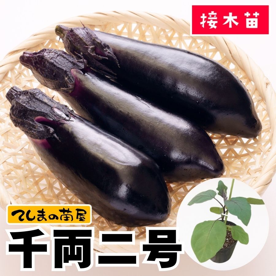 中長ナス　苗　接木苗　196本 てしまの苗】 長ナス 黒陽 断根接木苗 9cmポット 野菜苗 培土 種 堆肥