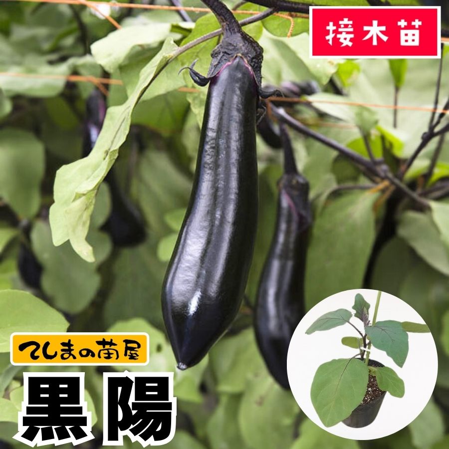 中長ナス　苗　接木苗　196本 てしまの苗】 長ナス 黒陽 断根接木苗 9cmポット 野菜苗 培土 種 堆肥