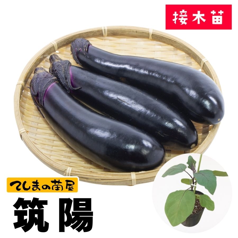てしまの苗】 長ナス 筑陽 断根接木苗 9cmポット 野菜苗 培土 種 堆肥
