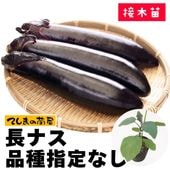 てしまの野菜苗 | てしまの苗屋 本店