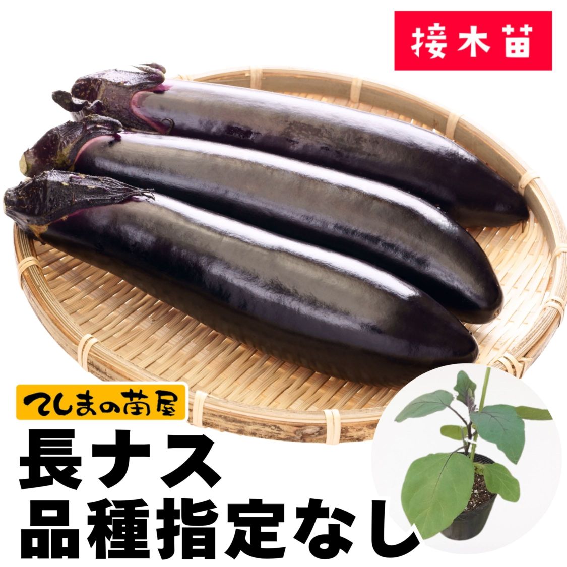 予約】【品種指定なし】長ナス 断根接木苗 9cmポット 野菜苗 培土 種