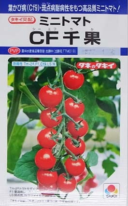 トマトフルティカコメント欄つくりました。 トマトフルティカコメント欄つくりました。 トマト(種から)の