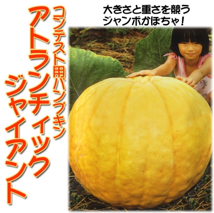 カボチャの種／アトランティックジャイアント | てしまのタネ,野菜の