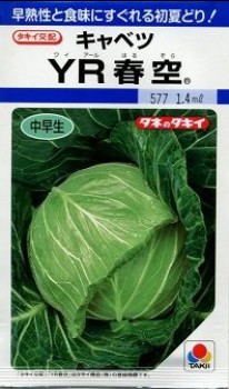 キャベツの種／YR春空 1.4ml | てしまのタネ,野菜のタネ,葉菜類のタネ