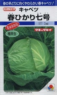 キャベツの種／春ひかり七号 | てしまのタネ,野菜のタネ,葉菜類のタネ