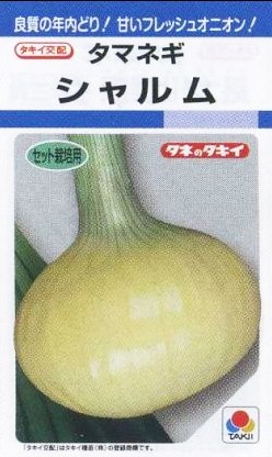 タマネギの種／シャルム 6ml DF | てしまのタネ,野菜のタネ,根菜類の