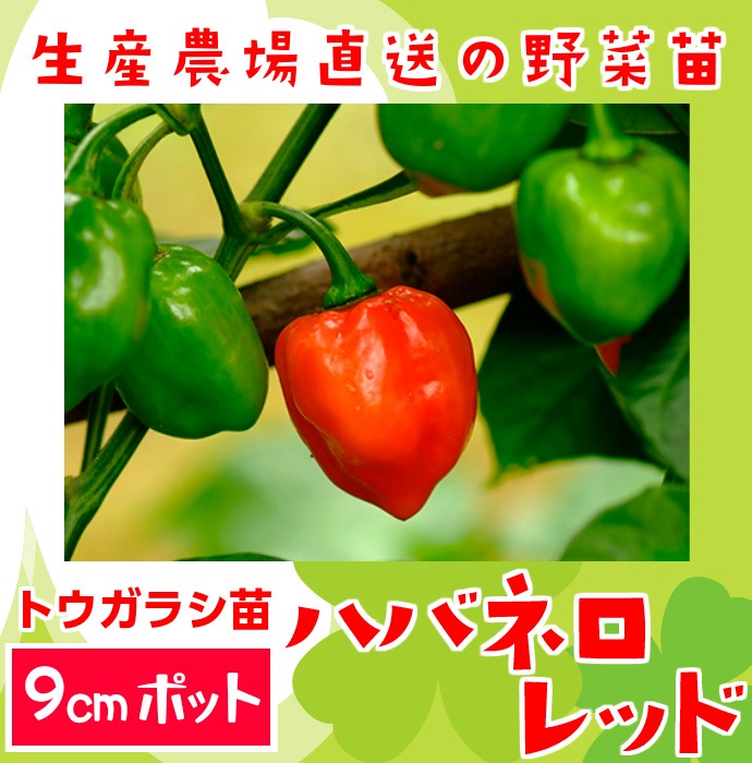 �ڤƤ��ޤ��ġۼ����ȥ����饷�ġ��ϥХͥ���åɡ������ġ�9cm�ݥåȡ�