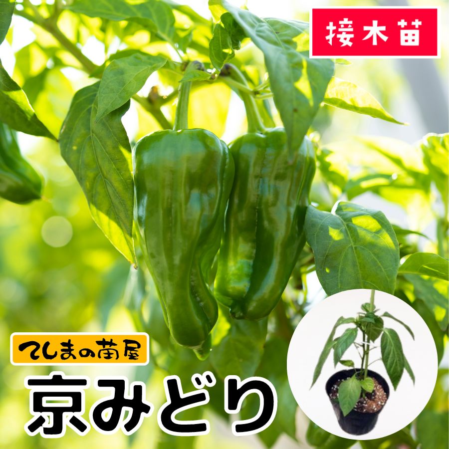 �ڤƤ��ޤ��ġ�  �ԡ��ޥ� ���ߤɤ� �Ǻ������� 9cm�ݥå� ����� ���� �� ���� �ڿ͵���