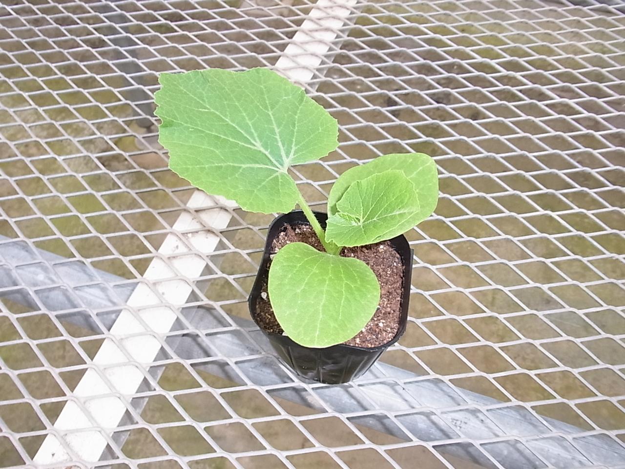 �ڤƤ��ޤ��ġ� ���ܥ����� ���ȥ��ƥ��å����㥤����� ������ 9cm�ݥå� ����� ���� �� ���� �ڿ͵���