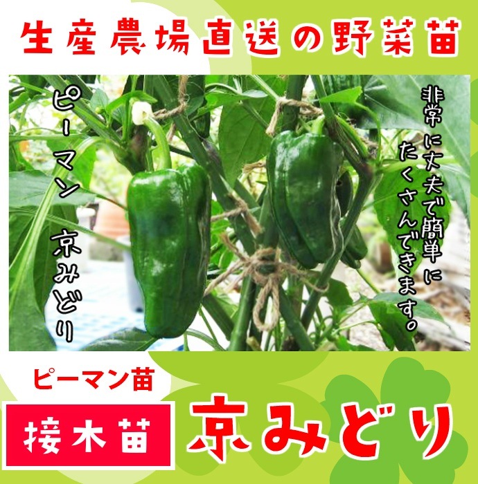 �ڤƤ��ޤ��ġ�  �ԡ��ޥ� ���ߤɤ� �Ǻ������� 9cm�ݥå� ����� ���� �� ���� �ڿ͵���