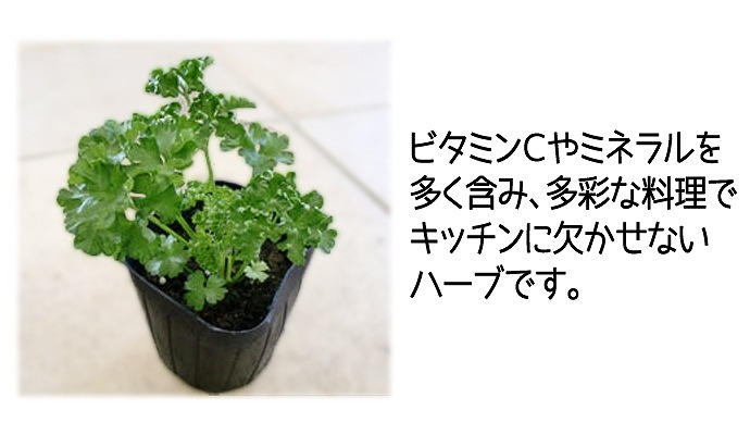 ڤƤޤġ ѥ ѥޥ  9cmݥå     ڿ͵ պ ڿ͵