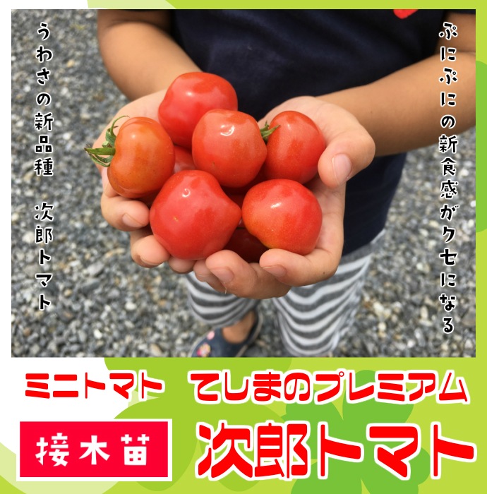 �ڤƤ��ޤ��ġ� �ߥ˥ȥޥ��� ��Ϻ�ȥޥ� �Ǻ������� 9cm�ݥå� ����� ���� �� ���� �ڿ͵���