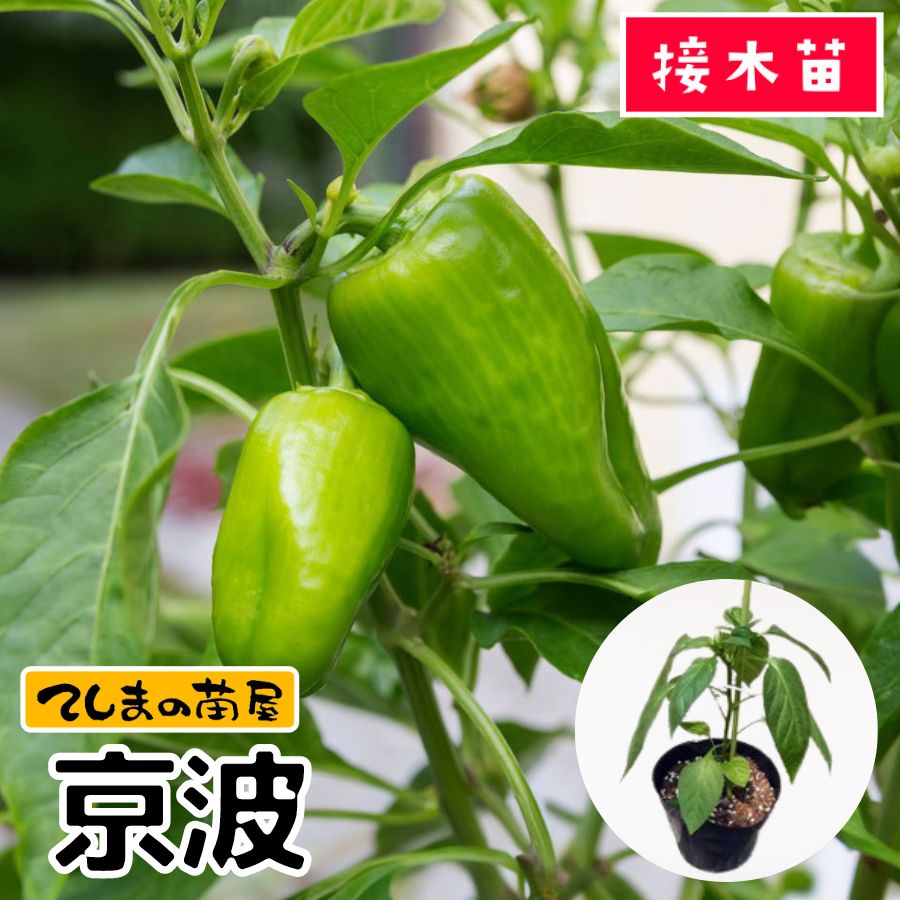 �ڤƤ��ޤ��ġ�  �ԡ��ޥ� ���� �Ǻ������� 9cm�ݥå� ����� ���� �� ���� �ڿ͵���