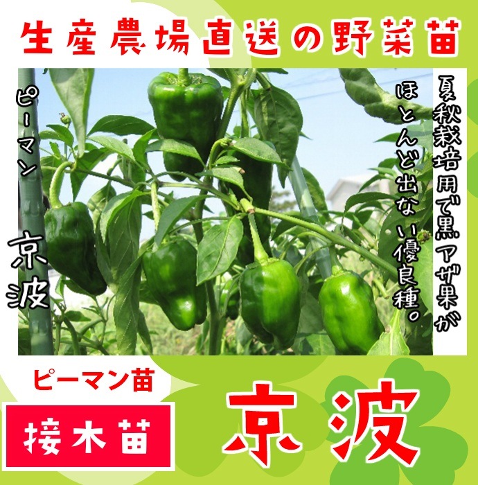 �ڤƤ��ޤ��ġ�  �ԡ��ޥ� ���� �Ǻ������� 9cm�ݥå� ����� ���� �� ���� �ڿ͵���