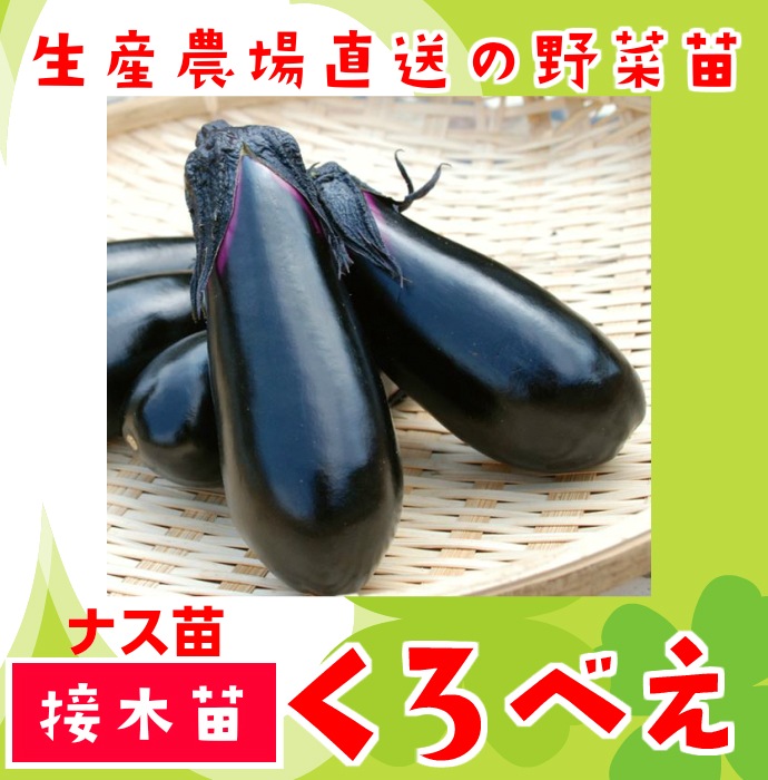 てしまの苗 中長ナス苗 くろべえ 接木苗 9cmポット てしまの野菜苗 果菜類の苗 ナス てしまの苗屋 本店