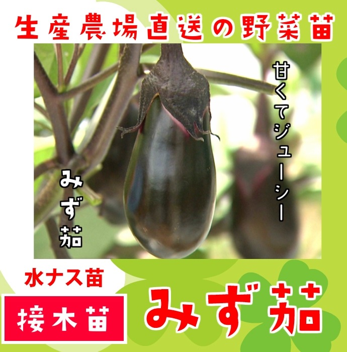 ڤƤޤġ ʥ ߤػ Ǻ 9cmݥå     ڿ͵