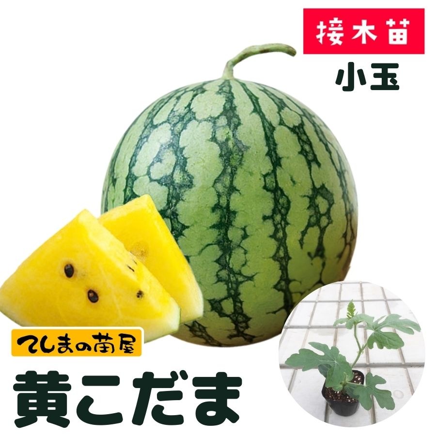 �ڤƤ��ޤ��ġ�  ���̥����� �������� �Ǻ������� 9cm�ݥå� ����� ���� �� ����  �ڿ͵���