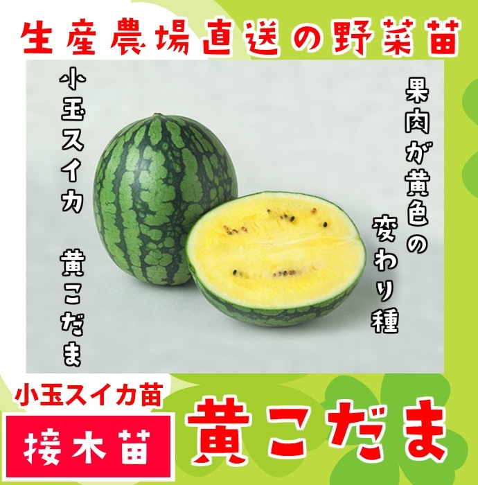 ڤƤޤġ  ̥  Ǻ 9cmݥå      ڿ͵