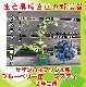 ڤƤޤġ ֥롼٥꡼ ߥƥ ǯ  ڿ͵