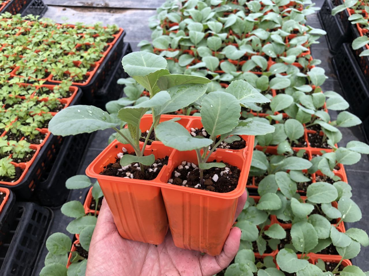 �ڤƤ��ޤ��ġۥ���ե��ġ������ʥ��ȥۥ磻�ȡ�4������ѥå����պ���