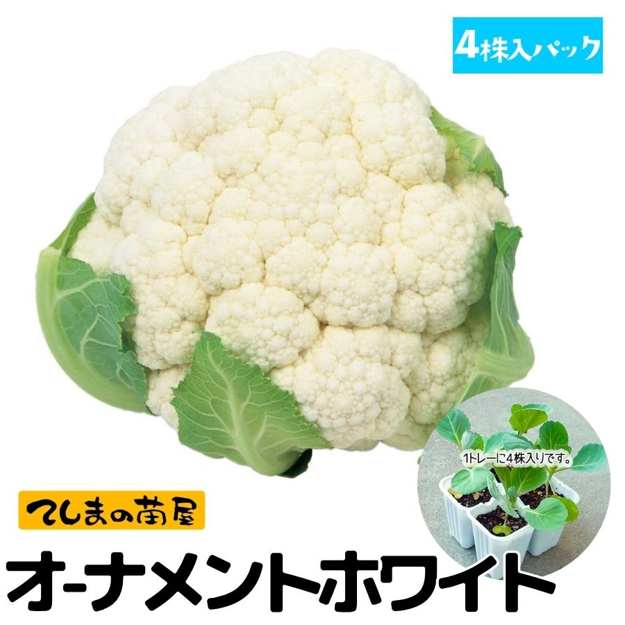 �ڤƤ��ޤ��ġۥ���ե��ġ������ʥ��ȥۥ磻�ȡ�4������ѥå����պ���