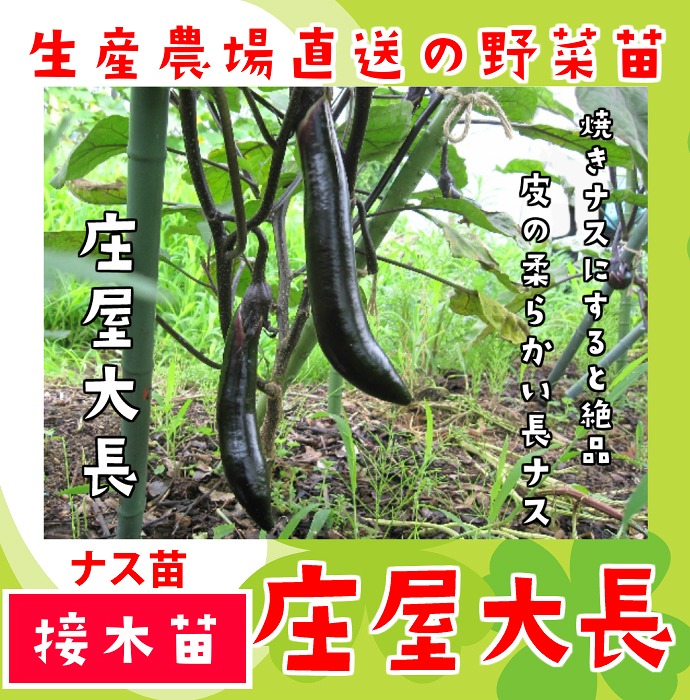 �ڤƤ��ޤ��ġ� ��Ĺ�ʥ� ������Ĺ �Ǻ������� 9cm�ݥå� ����� ���� �� ���� �ڿ͵���