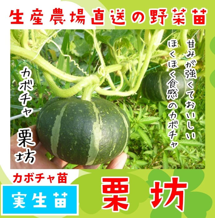 �ڤƤ��ޤ��ġ� ���ܥ����� ��˷ ������ 9cm�ݥå� �ڿ͵���