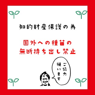 �ڤƤ��ޤ��ġ� �������� �ͤ��� ��Ĥܤ� 9cm�ݥå� ����� ���� �� ���� �ڿ͵���