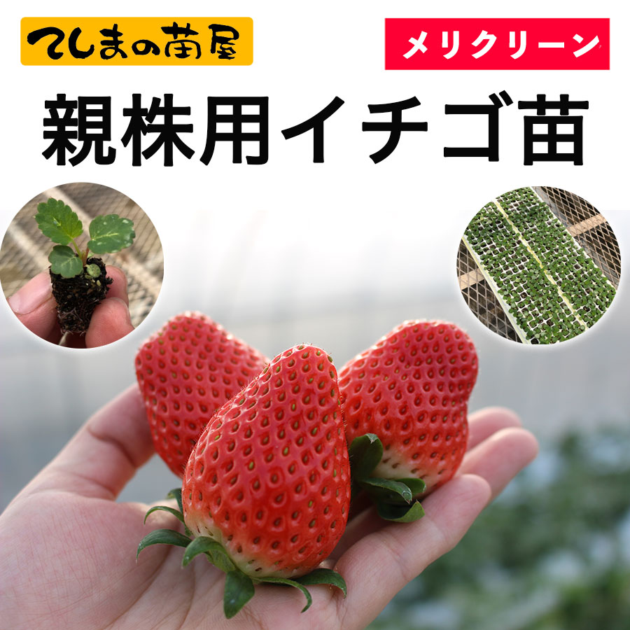 ڽ(34Ǽʡ ꥯ꡼ƳѥġȤۤäڡߤΤꡡƤΤҤᡡȤȤᡡ롦ݥåġ