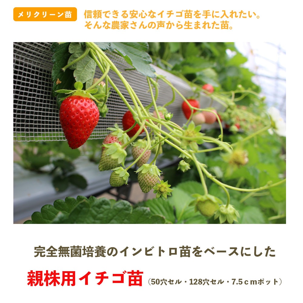 ڽ(34Ǽʡ ꥯ꡼ƳѥġȤۤäڡߤΤꡡƤΤҤᡡȤȤᡡ롦ݥåġ