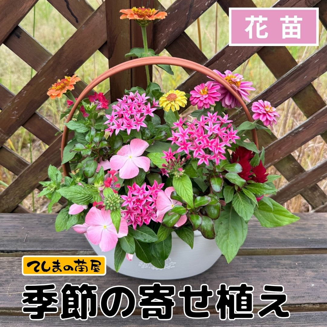 �ڤƤ��ޤβ��ġ۵���δ󤻿���������̵�����̳�ƻ�������������600��
