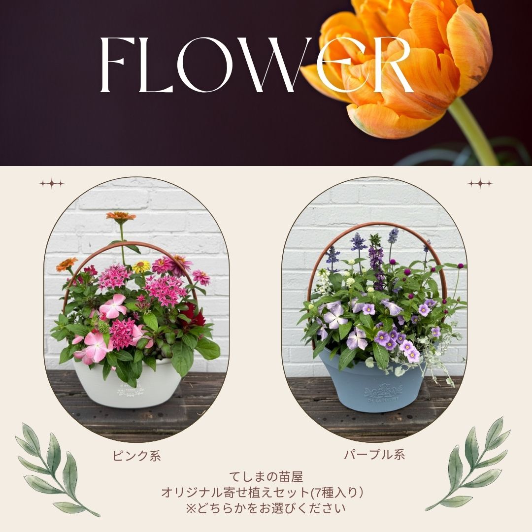 �ڤƤ��ޤβ��ġ۵���δ󤻿���������̵�����̳�ƻ�������������600��