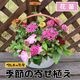 �ڤƤ��ޤβ��ġ۵���δ󤻿���������̵�����̳�ƻ�������������600��